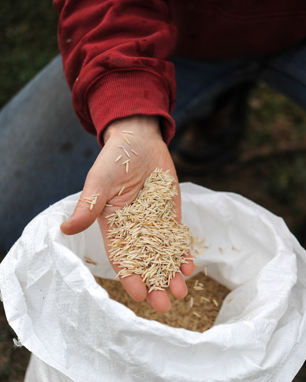 Future Food : New Tiny Grain ‘Kernza’